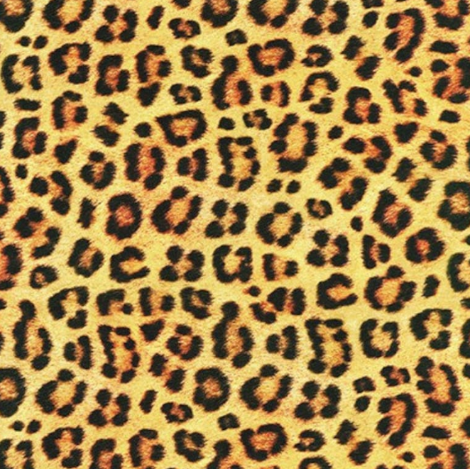 Leopard