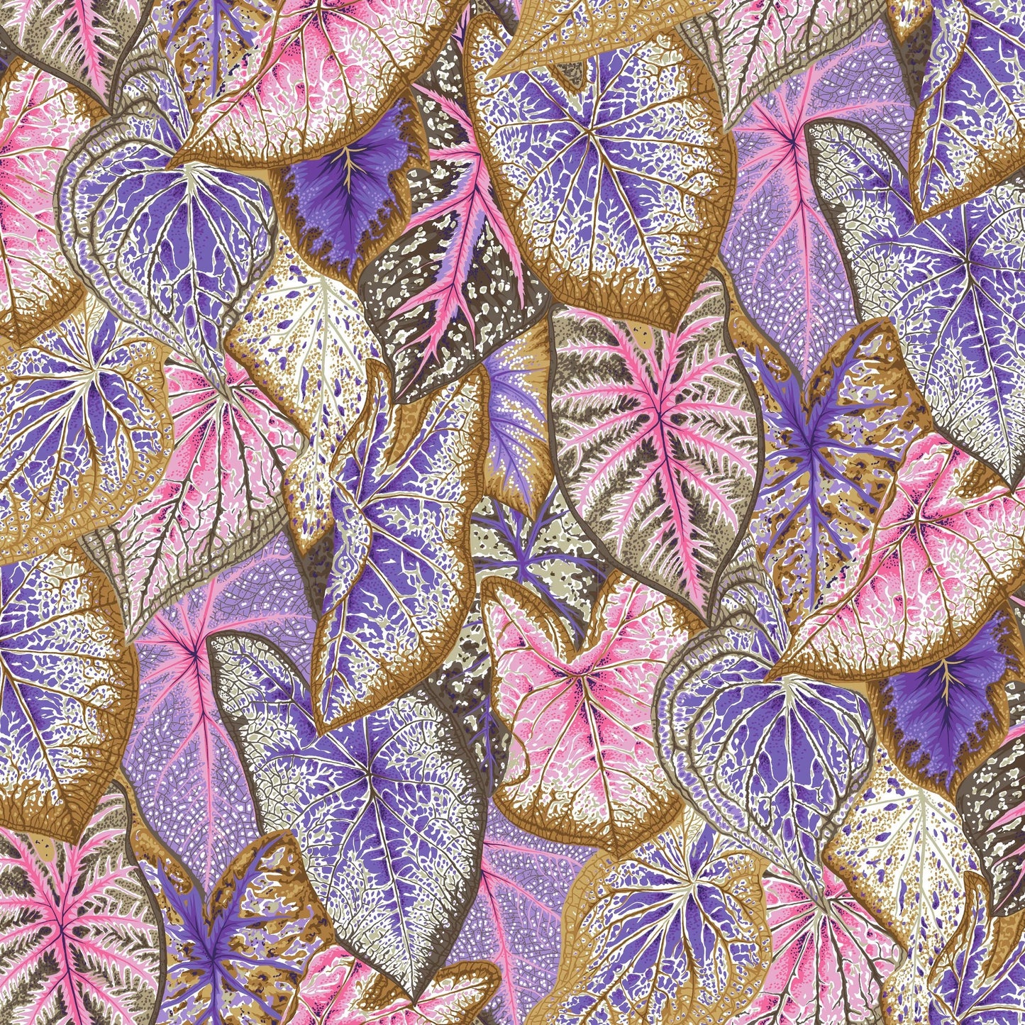 Caladiums