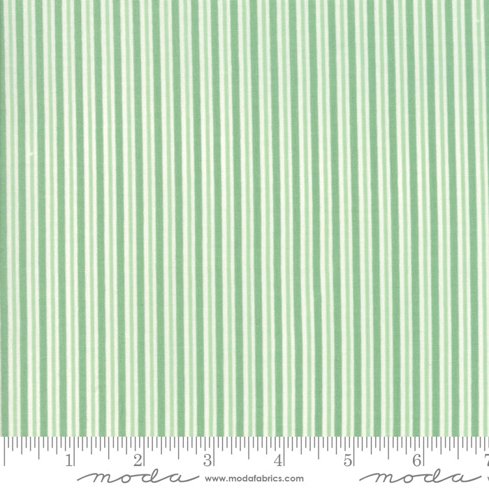 Christmas Spearmint
